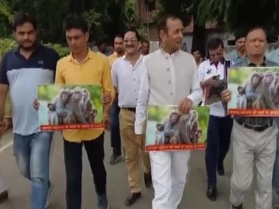 Kanpur Monkey Kanpur Monkey