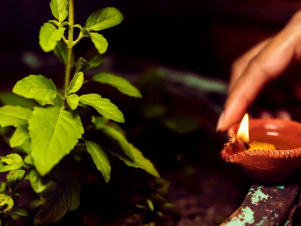 how to perform tulsi pujan in kartik month 2021, kartik maas mein tulsi ji ki puja kaise kare