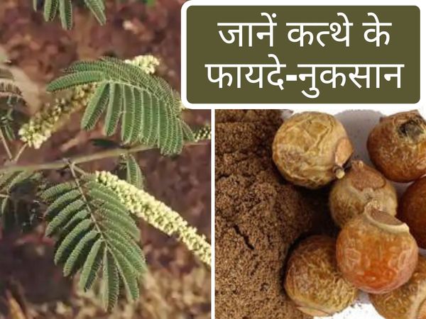 katha ke fayde nuksan health benefits of kattha aka acacia catechu