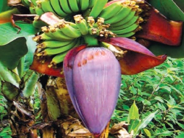 Kele ke Phool Ki Sabzi