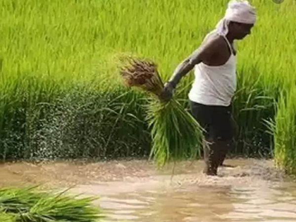 kharif crops