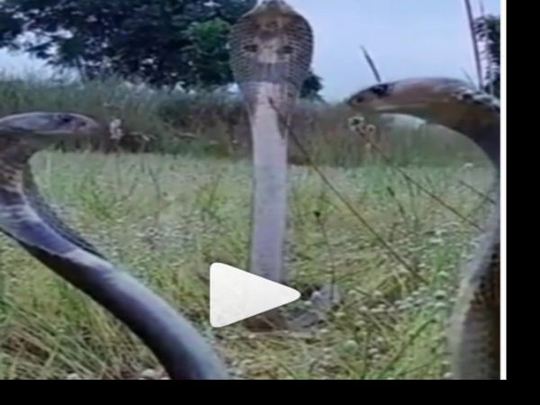 King Cobra Video Snake Viral Video in Hindi