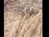 King Cobra in Himachal Pradesh, Nagraj in Himachal Pradesh, King Cobra in Shivalik Hills