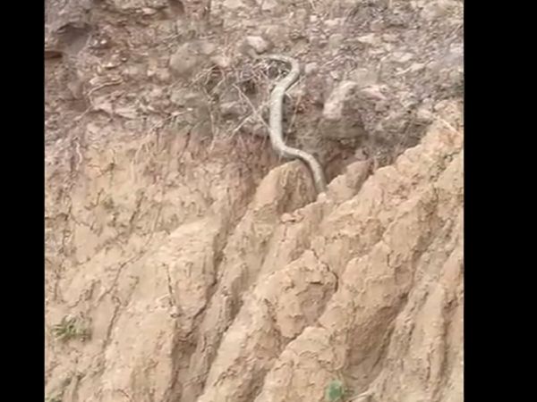 King Cobra in Himachal Pradesh, Nagraj in Himachal Pradesh, King Cobra in Shivalik Hills