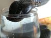 King Cobra Drinking Water From Glass Shocking Video Goes Viral