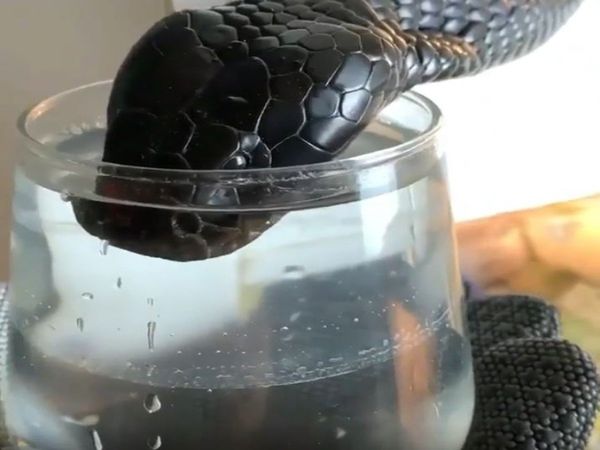 King Cobra Drinking Water From Glass Shocking Video Goes Viral
