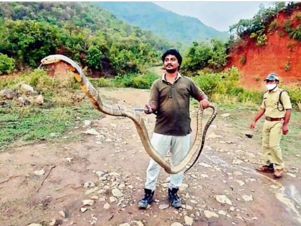 13 foot king cobra found in oil plant in andhra pradesh photo goes viral