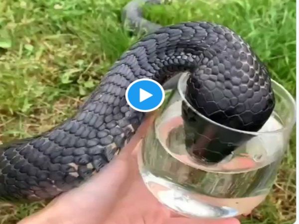 King Cobra Drink Water From A Glass Shocking Video Goes Viral