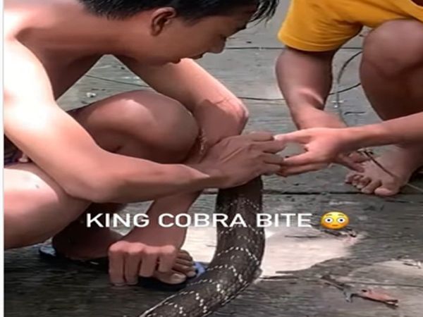 King Cobra Attack on Boy Then What happened Watch Shocking Video