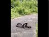 Fight Between King Cobra and monitor lizard shocking video goes viral in hindi