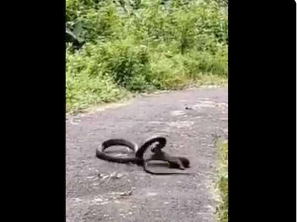 Fight Between King Cobra and monitor lizard shocking video goes viral in hindi