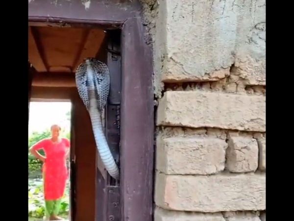 Snake Viral Video King Cobra Google trend Viral Video in Hindi