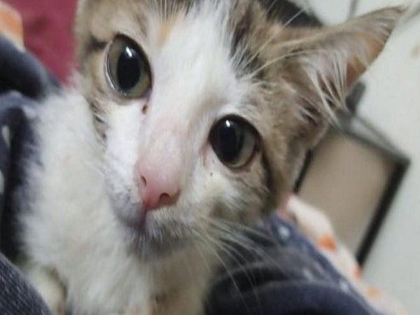 kitten gangraped in lahore
