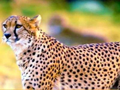 PM Modi will rotate lever of cage, Namibian cheetahs will enhance beauty of Kuno National Park PM Modi will rotate lever of cage, Namibian cheetahs will enhance beauty of Kuno National Park