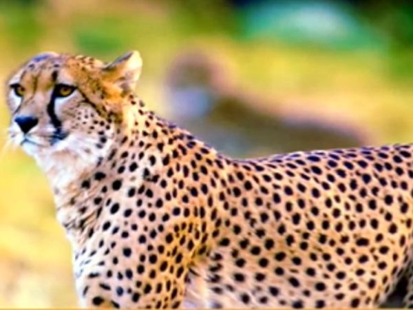 PM Modi will rotate lever of cage,  Namibian cheetahs will enhance beauty of Kuno National Park