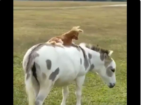 Funny Video Kutte ne ki gadhe ki sawari video goes viral People loved it