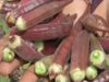 Madhya Pradesh farmer grows red ladyfinger rate is 800 per kilogram