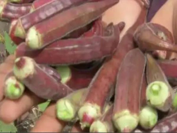 Madhya Pradesh farmer grows red ladyfinger rate is 800 per kilogram