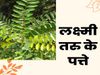 Lakshmi Taru Leaves