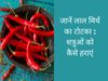 Mirch se totke, mirch ke totke, laal mirch se totke, laal mirch ke totke, lal mirch ke totke bataye, lal mirch ke totke bataen, lal mirch ka totka, lal mirch ka totka batao, lal mirch ke chamatkari totke, लाल मिर्च के टोटके, लाल मिर्च के टोटके उपाय, लाल म