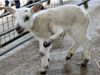 Ajab Gajab Weird Lamb Born With Five Legs Watch Video