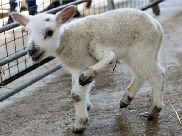 Ajab Gajab Weird Lamb Born With Five Legs Watch Video