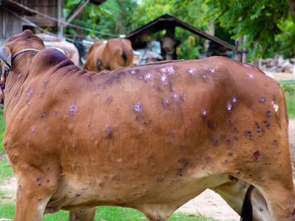 State should show seriousness like Kovid in disposal of animals killed in Lumpi