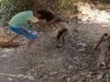 fight between langur and little boy Funny Video Goes Viral