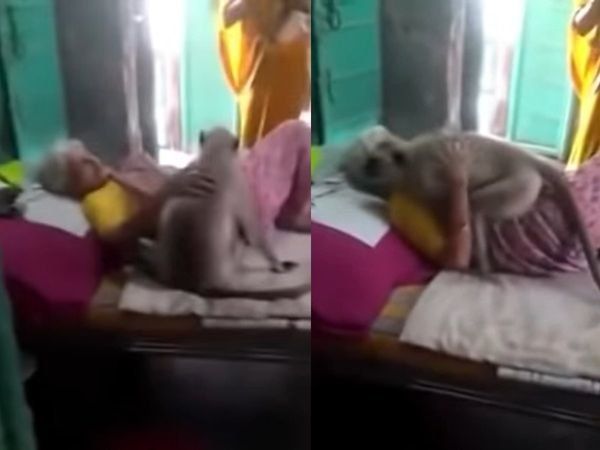 langur hugging an elderly sick woman,langur, woman, hug, langue hugs dadi, langur hugs woman, langur hugs sick woman, viral video,लंगूर, viral video, वायरल वीडियो 