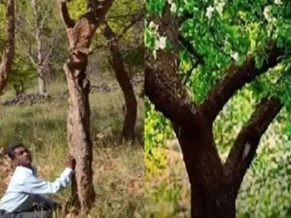 Laughing Tree Randia Dumetorum Exist in uttarakhand know about truth