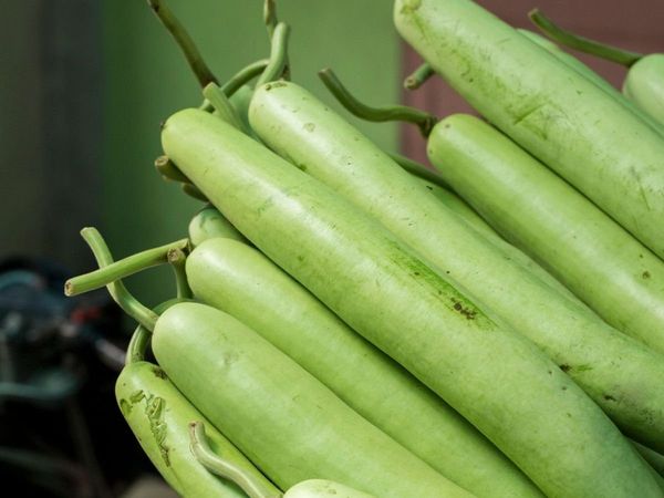 Benefits of Lauki, Benefits of Lauki for Health, Benefits of bottle-gourd, benefits of bottle-gourd for a health, Benefits of Lauki in hindi, Benefits of Lauki juice for health, लौकी के अद्भुत फायदे, लौकी के खाने के लाभ, लौकी खाने के फायदे , लौकी के फायदे