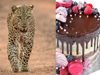 leopard attack cake save life