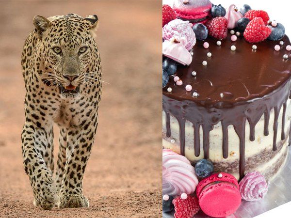 leopard attack cake save life