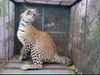 Leopard rescued from IIT-Indore, netizens are loving the pictures