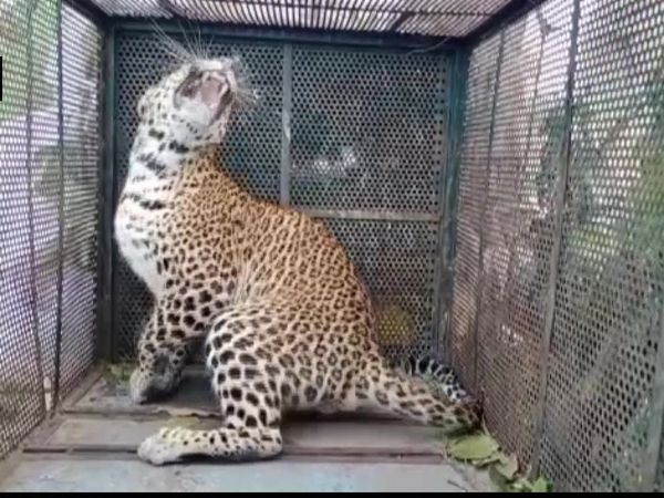 Leopard rescued from IIT-Indore, netizens are loving the pictures