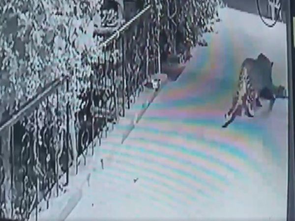 Nasik Leopard news,Leopard kills dog in nasik, leopard in cctv