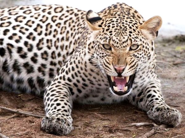  Leopard