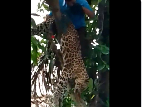 Leopard Rescue In guwahati Shocking Video Goes Viral