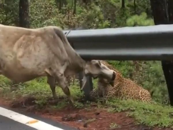 Leopard Attack on Cow Watch Shocking Viral Video