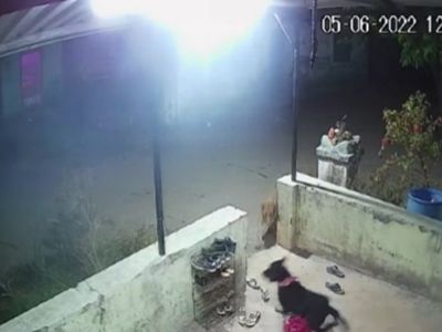 Leopard Attack on dog Then What Happened Watch Shocking Video Leopard Attack on dog Then What Happened Watch Shocking Video