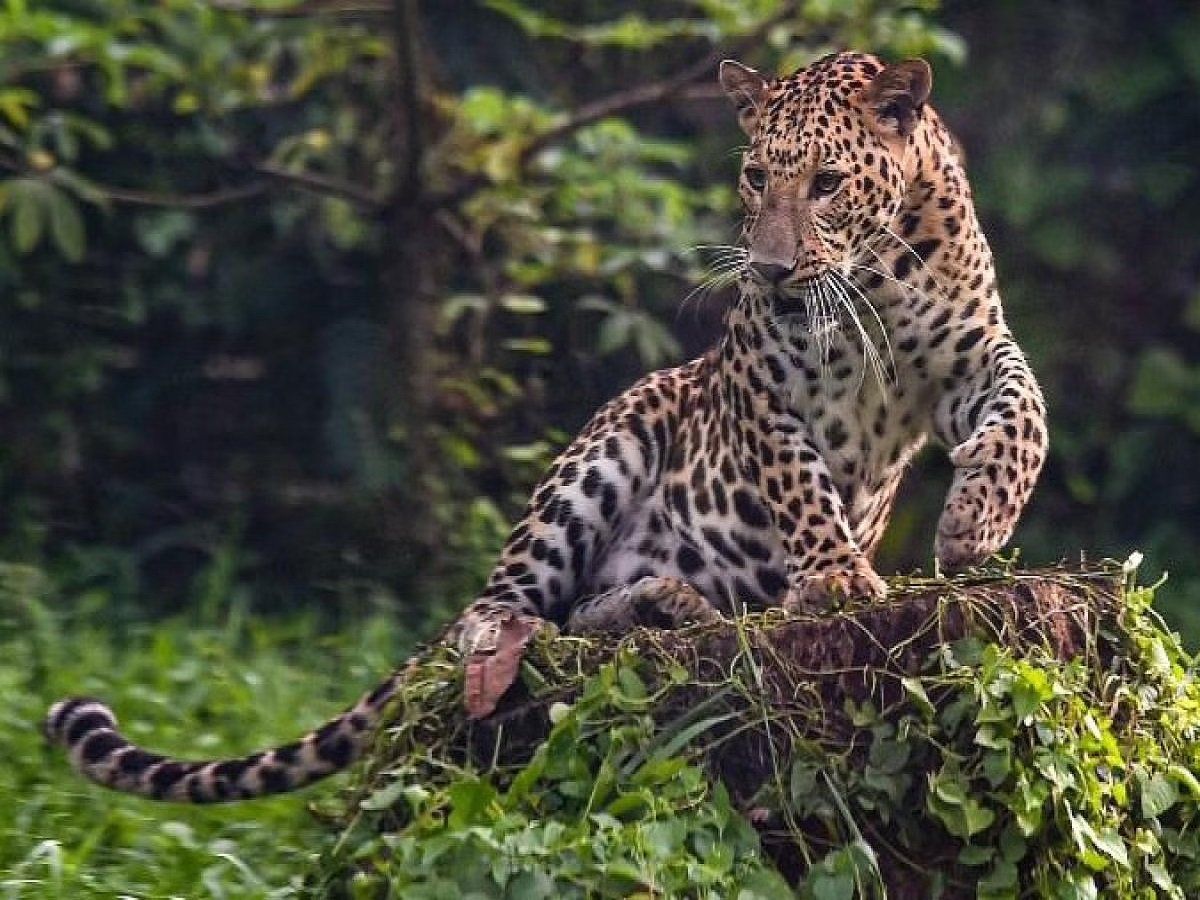 उत्तराखंड के लैंसडाउन इलाके में तेंदुए का आतंक, ऐहतियातन स्कूलों पर लगा ताला