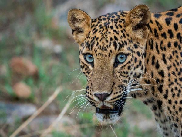Kerala tribal man killed leopard in self defence state government will not file a case