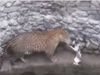 viral video Leopard cat fight video goes viral on social media