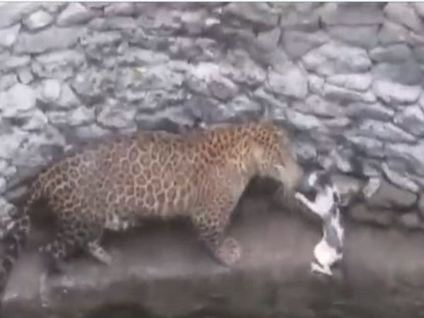 viral video Leopard cat fight video goes viral on social media