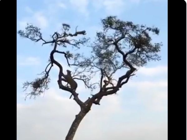 Funny Video Monkey Leopard Viral Video in Hindi Must Watch