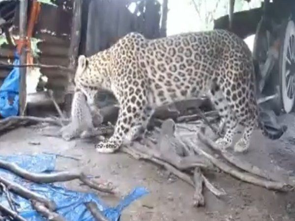 leopard video