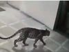 Leopard enters in house then what happened watch viral video 