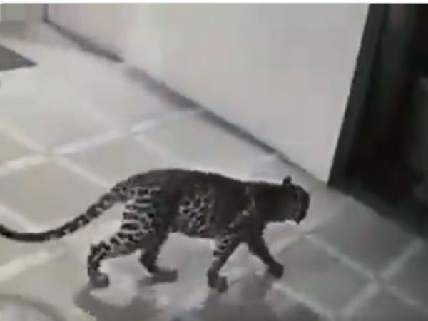 Leopard enters in house then what happened watch viral video 