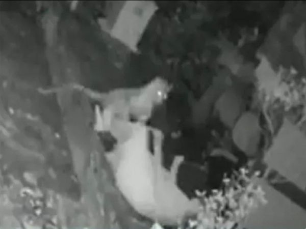 woman fights off leopard with her walking stick in Aarey colony watch viral video