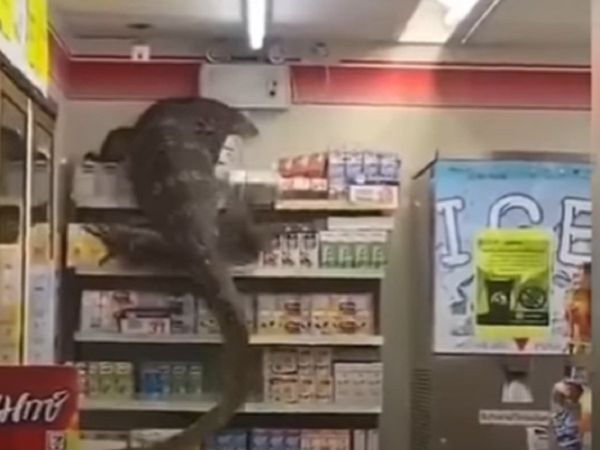 सुपर मार्केट में 'भीमकाय' छिपकली ने कर दिया सब उलट-पुलट, लोगों को याद आया 'गॉडजिला' [Video]